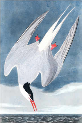 Plakat  Terner - John James Audubon