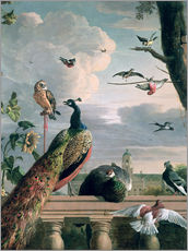 Galleritryk  Palace of Amsterdam with exotic birds - Melchior de Hondecoeter