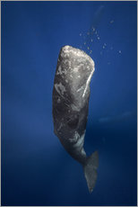 Galleritryk  sperm whale - Barathieu Gabriel