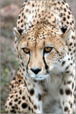 Galleritryk  Cheetah on foray, South Africa - Fiona Ayerst