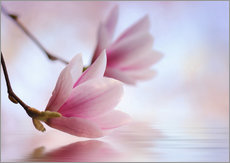Selvklæbende plakat  Magnolia blossom - Atteloi