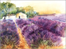 Galleritryk  Lavender field in Provence - Eckard Funck