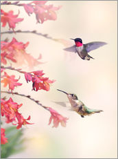 Galleritryk  Hummingbirds and flowers