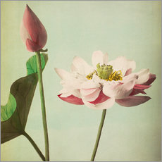 Galleritryk  lotus - Ogawa Kazumasa
