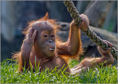 Galleritryk  orang-utan - WildlifePhotography