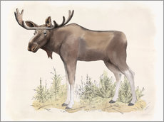 Selvklæbende plakat  Wildlife - moose - Beth Grove