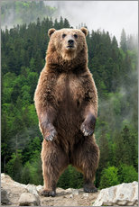 Print på træ  Big brown bear standing on his hind legs