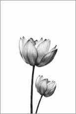 Plakat Par Lotus
