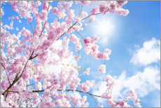 Selvklæbende plakat  Pink cherry blossom foran blå himmel - Jan Christopher Becke