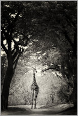 Akrylbillede  Giraf i clearing - Markus Niegtsch