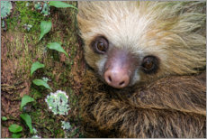 Plakat  Baby Sloth