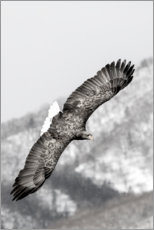 Lærredsbillede  Sea eagle - Darrell Gulin