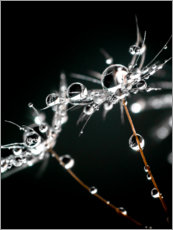 Akrylbillede  Pusteblumeschirmchen with water drops - Julia Delgado