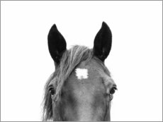 Plakat Horse Portrait