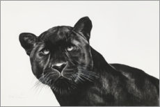Akrylbillede  Black Panther - Rose Corcoran