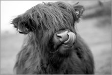 Selvklæbende plakat  Highland Cattle schwarz-weiß - John Short