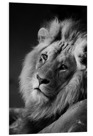 Print på skumplade  Løve - Walter Quirtmair