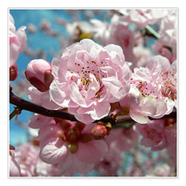 Plakat Cherry Blossoms
