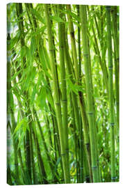 Lærredsbillede  Bamboo forest - Thomas Herzog