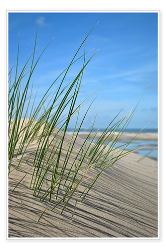 Plakat Dune grasses