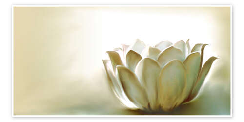 Plakat White lotus