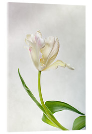 Akrylbillede  Tulip - Nailia Schwarz