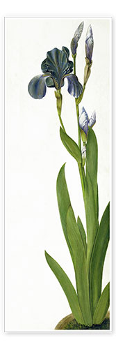 Plakat An Iris