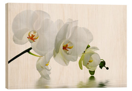 Print på træ  Orchid with Reflection IV - Atteloi