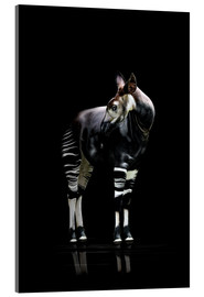 Akrylbillede  Okapi - Werner Dreblow
