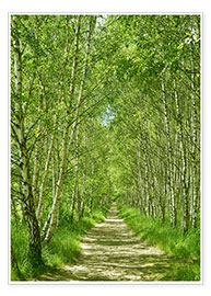 Plakat Forest path in the birch forest I