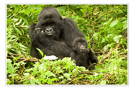 Plakat  Gorilla with baby in the green - Joe &amp; Mary Ann McDonald