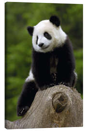 Lærredsbillede  Panda baby - Pete Oxford