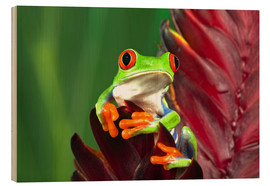 Print på træ  Red-eyed tree frog on leaf - Adam Jones
