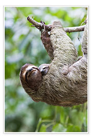 Plakat  Sloth with baby on the branch - Jim Goldstein