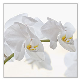 Plakat  White Orchid - Heidi Bollich