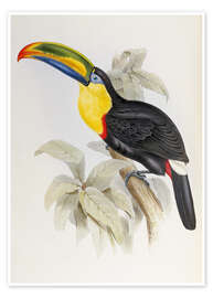 Plakat  Toucan - John Gould