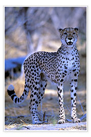Plakat  Attentive cheetah - Pete Oxford