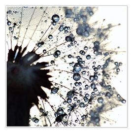 Plakat  Dandelion drops of water around - Julia Delgado