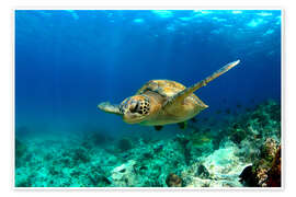 Plakat  Green sea turtle under water - Paul Kennedy
