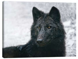 Lærredsbillede  the black wolf - Joachim G. Pinkawa