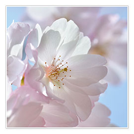 Plakat Cherry blossom rosé