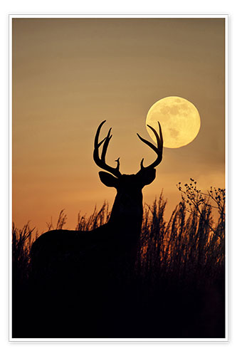Plakat Whitetail Deer with full moon