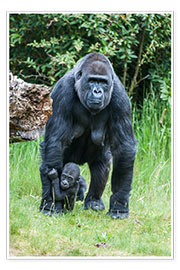 Plakat  Mama Gorilla with Baby Gorilla - Ingo Gerlach