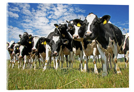 Akrylbillede  cows - Marcel Schauer