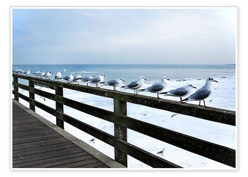 Plakat Måger ved Østersøen