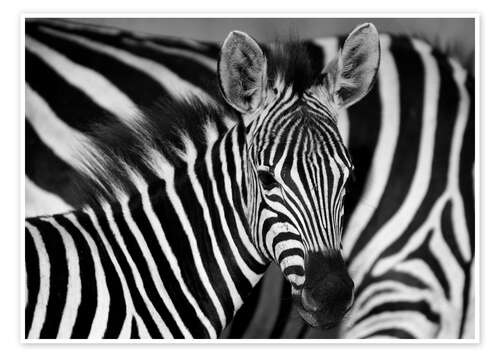 Plakat Zebra sort-hvid
