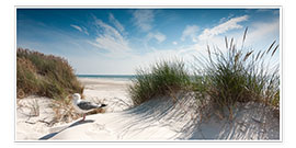 Plakat  Dune med fint strand græs og måge på Sild, Tyskland - Reiner Würz