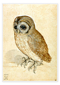Plakat The Little Owl