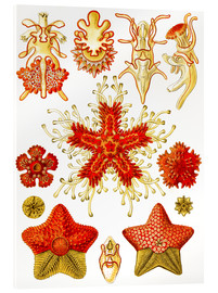 Akrylbillede  Asteridea (Kunstformen der Natur: grafik 40) - Ernst Haeckel