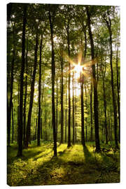 Lærredsbillede  Forest in Sunset - Renate Knapp